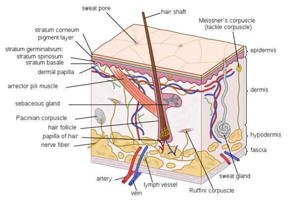 Are you struggling with skin diseases? – Part 1: Introduction to the ...